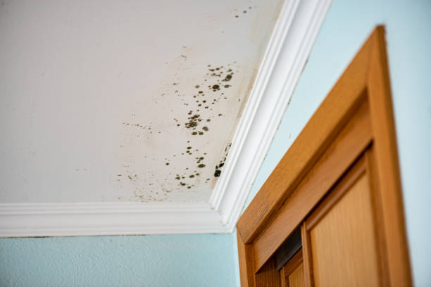 Best Water Damage Restoration  in Doffing, TX